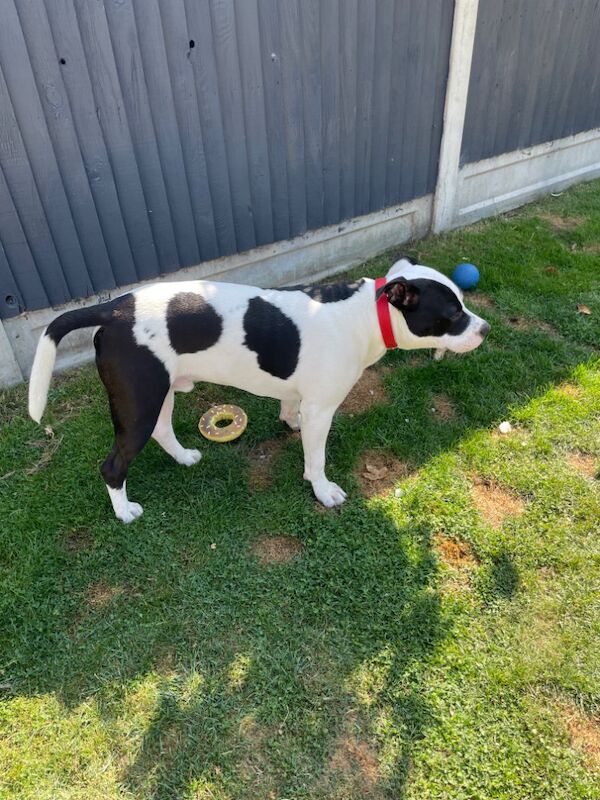 Staffordshire Bull Terrier puppies for sale in Basildon, Essex – 9 months old - Image 2 of 4