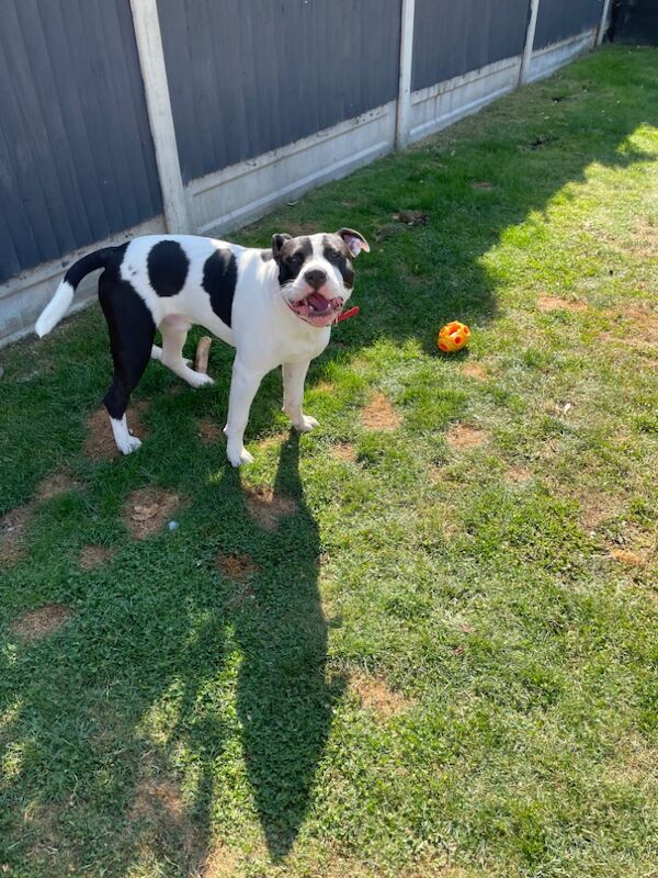 Staffordshire Bull Terrier puppies for sale in Basildon, Essex – 9 months old - Image 3 of 4