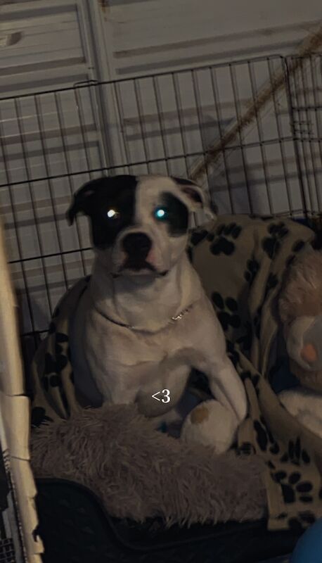 White and black Staffordshire bull terrier for sale in Blackpool, Lancashire | Image 2