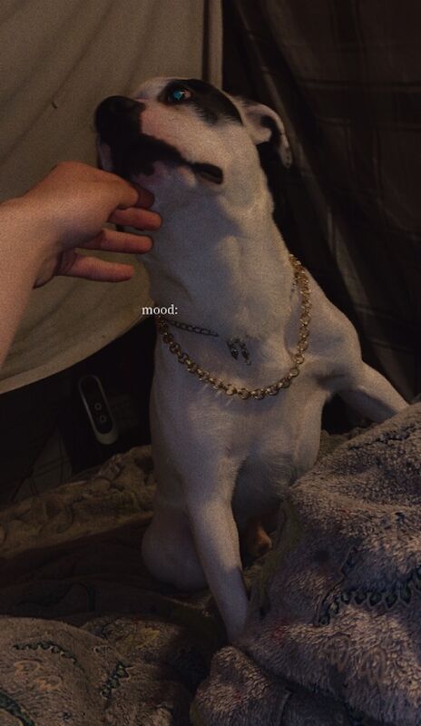 White and black Staffordshire bull terrier for sale in Blackpool, Lancashire | Image 3
