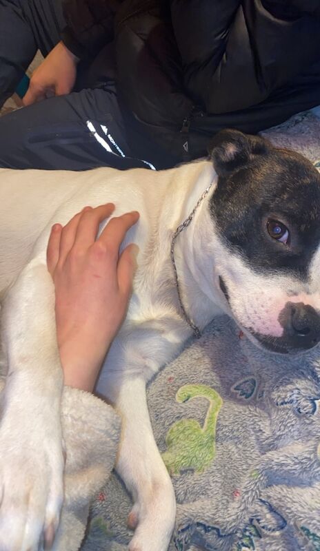 White and black Staffordshire bull terrier for sale in Blackpool, Lancashire - Image 6