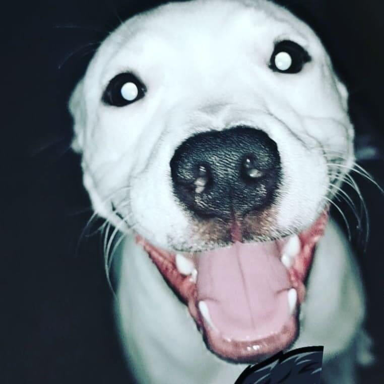 Staffordshire Bull Terrier puppies for sale in Sunderland, Tyne and Wear – 5 years old