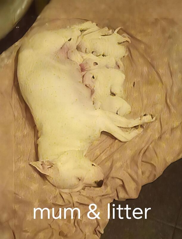 Staffordshire Bull Terrier puppies for sale in Hazel Grove, Manchester – 2 weeks old