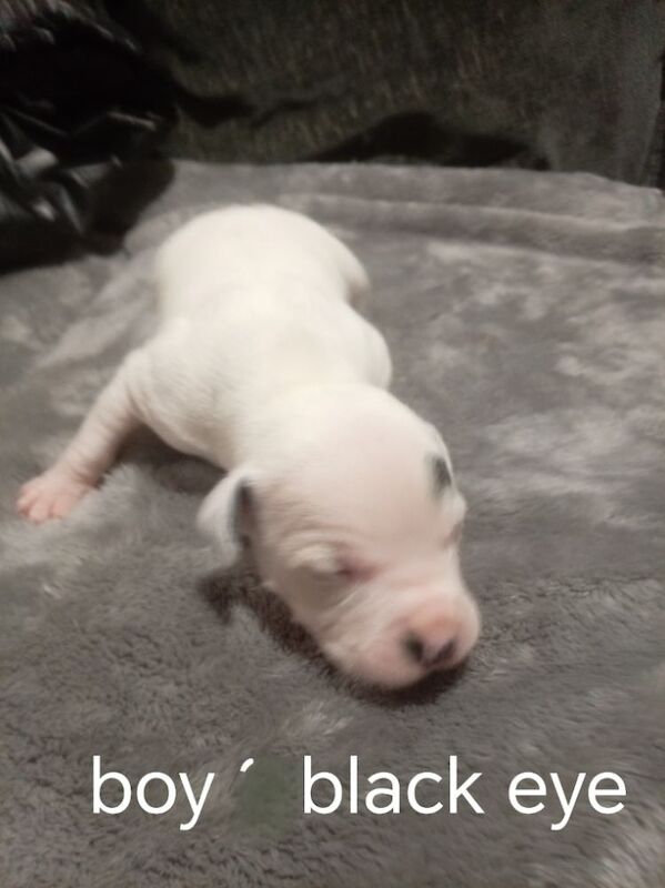 Staffordshire Bull Terrier puppies for sale in Hazel Grove, Manchester – 2 weeks old - Image 2 of 11