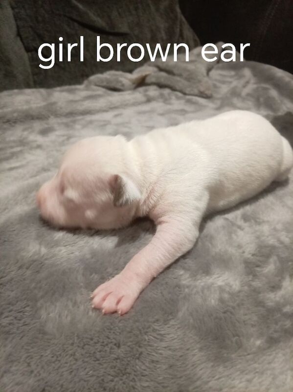 Staffordshire Bull Terrier puppies for sale in Hazel Grove, Manchester – 2 weeks old - Image 3 of 11