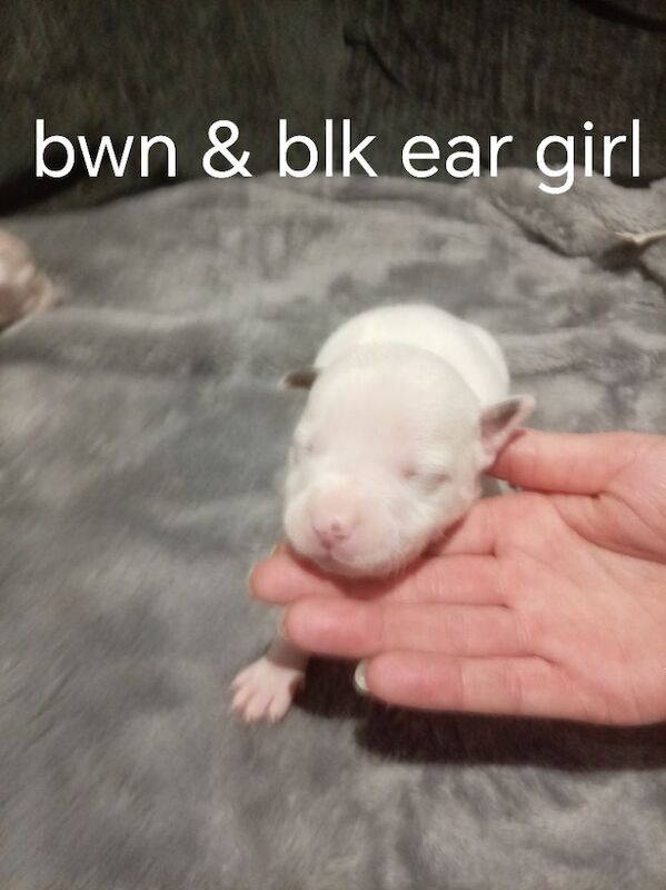 Staffordshire Bull Terrier puppies for sale in Hazel Grove, Manchester – 2 weeks old - Image 4 of 11