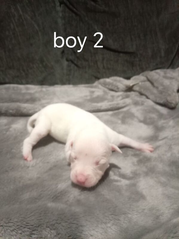Staffordshire Bull Terrier puppies for sale in Hazel Grove, Manchester – 2 weeks old - Image 5 of 11
