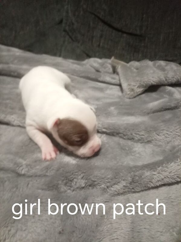 Staffordshire Bull Terrier puppies for sale in Hazel Grove, Manchester – 2 weeks old - Image 6 of 11