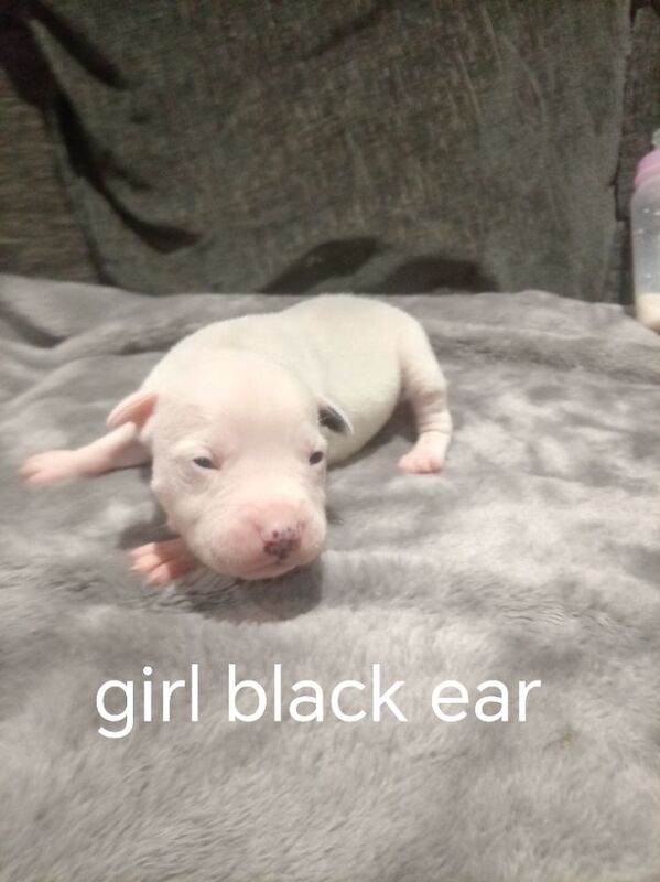 Staffordshire Bull Terrier puppies for sale in Hazel Grove, Manchester – 2 weeks old - Image 7 of 11
