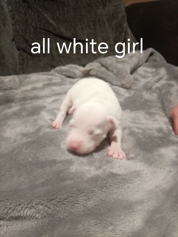 Staffordshire Bull Terrier puppies for sale in Hazel Grove, Manchester – 2 weeks old - Image 8 of 11