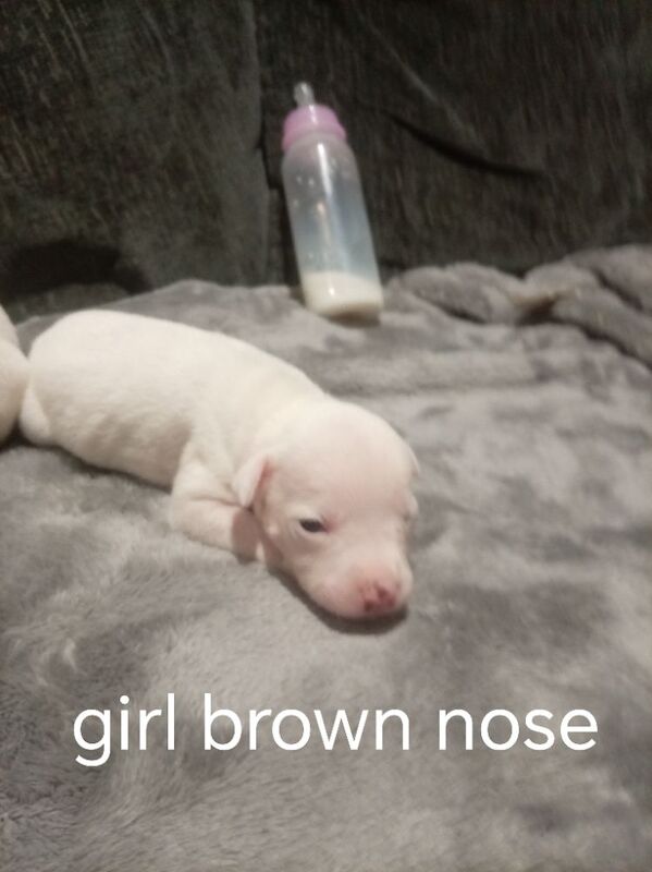 Staffordshire Bull Terrier puppies for sale in Hazel Grove, Manchester – 2 weeks old - Image 9 of 11