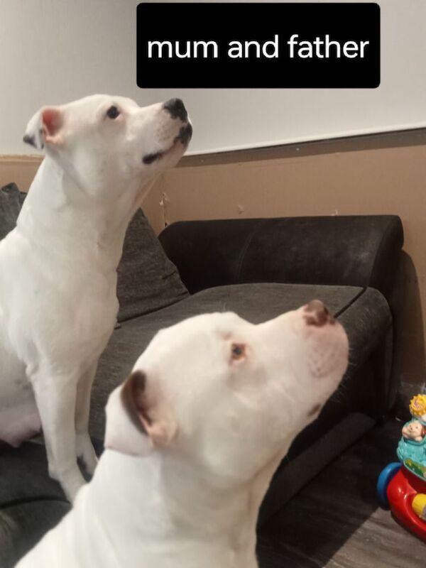 Staffordshire Bull Terrier puppies for sale in Hazel Grove, Manchester – 2 weeks old - Image 11 of 11