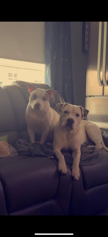 Staffordshire Bull Terrier puppies for sale in Irvine, Ayrshire and Arran – 2 weeks old
