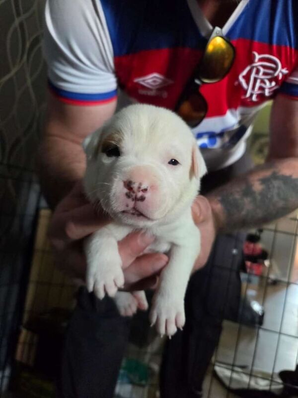 Staffordshire Bull Terrier puppies for sale in Irvine, Ayrshire and Arran – 2 weeks old - Image 2 of 3