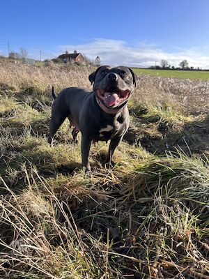 Katie Johnson - Licensed Staffie Breeder