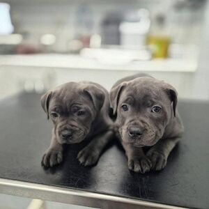 Molly Rose - Staffie breeder