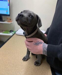 Molly Rose - Staffie breeder