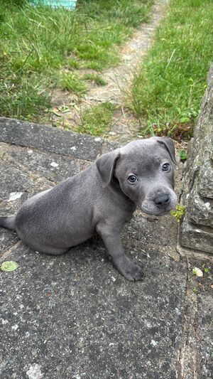 Charlie