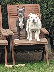 Dave O'Hara - Staffie breeder