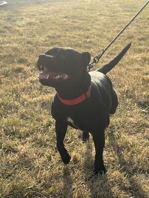 Steff Rob