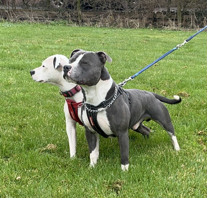Kate - Staffie breeder