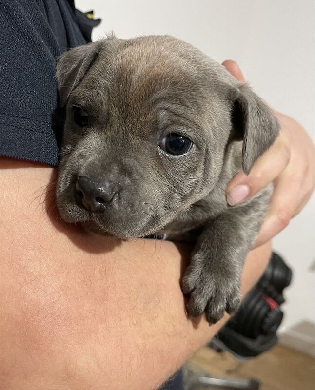 Oscar Willing - Staffie breeder