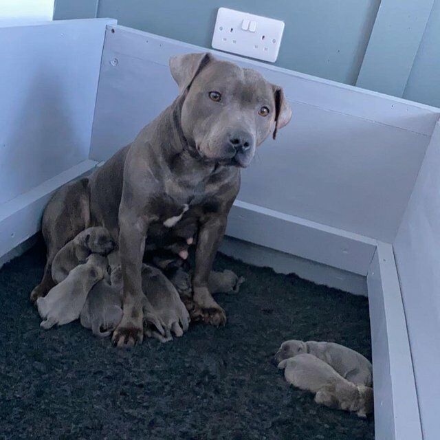 sam Terry - Staffie breeder