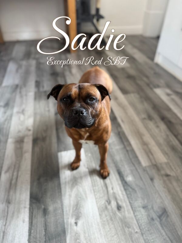 Chloe Smith-Potts - Licensed Staffie Breeder on Staffie Owners - Image 1