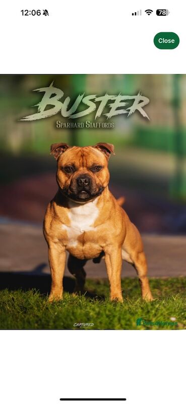 Chloe Smith-Potts - Licensed Staffie Breeder - Image 2