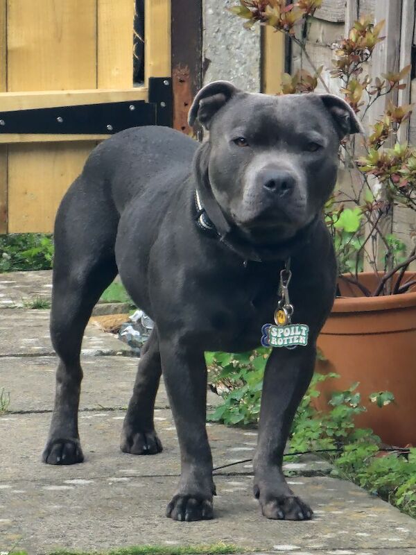 Jade and grant - Private Seller on Staffie Owners - Image 1
