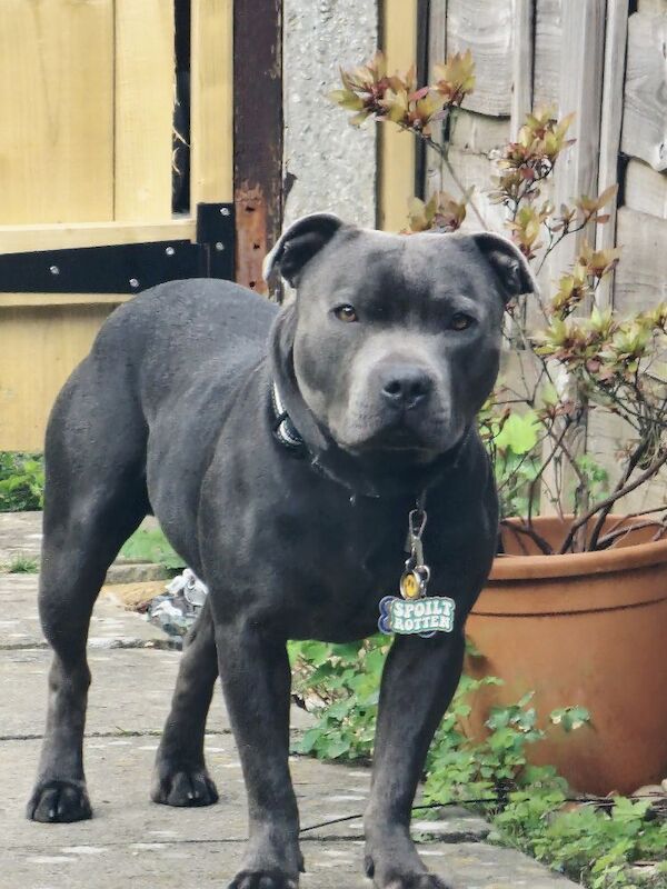 Jade and grant - Private Seller on Staffie Owners - Image 3
