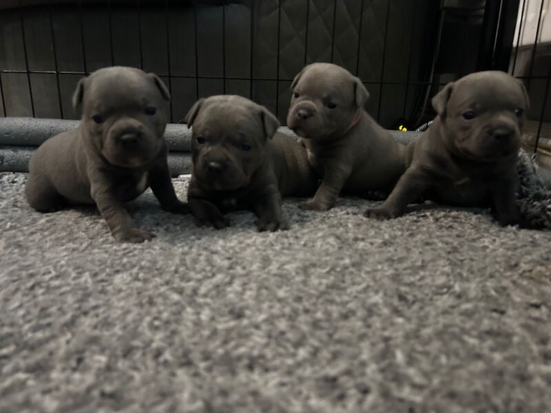 Katie Johnson - Private Seller on Staffie Owners - Image 1