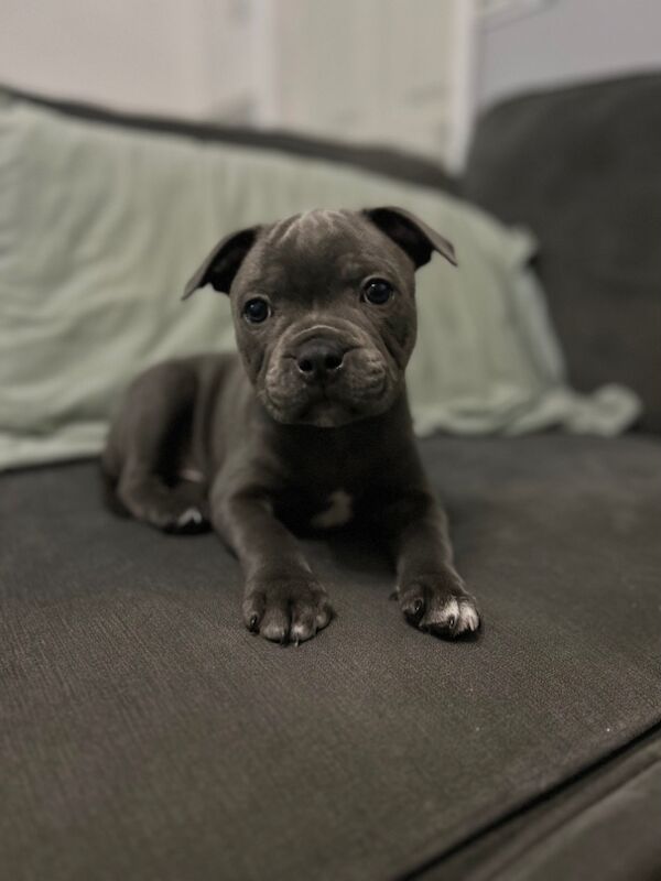 Katie Johnson - Private Seller on Staffie Owners - Image 2