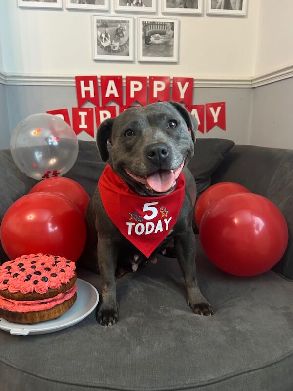 Katie Johnson - Private Seller on Staffie Owners - Image 3