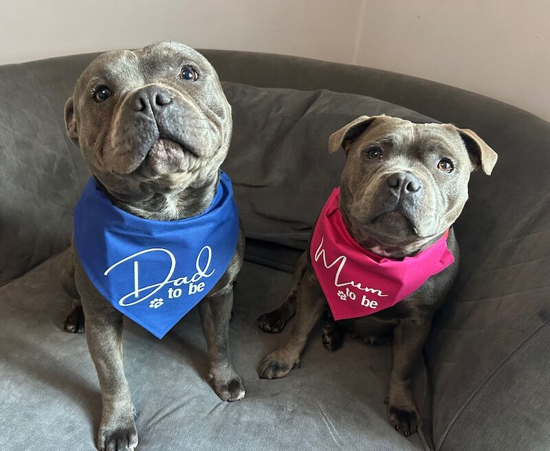 Katie Johnson - Private Seller on Staffie Owners - Image 4