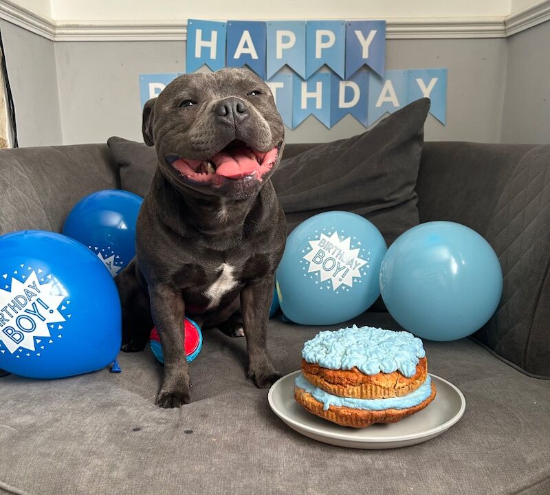 Katie Johnson - Private Seller on Staffie Owners - Image 5