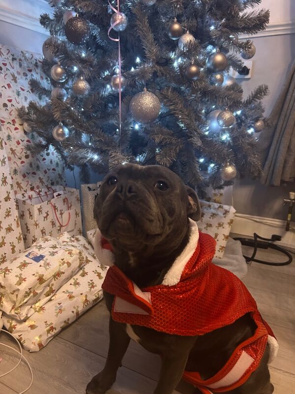 Katie Johnson - Private Seller on Staffie Owners - Image 6