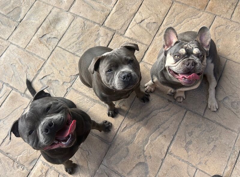 Katie Johnson - Private Seller on Staffie Owners - Image 7