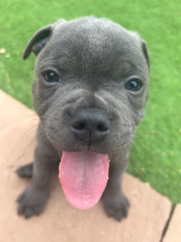 Katie Johnson - Private Seller on Staffie Owners - Image 9