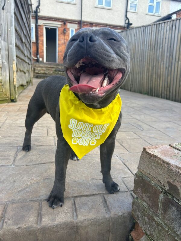 Katie Johnson - Private Seller on Staffie Owners - Image 10