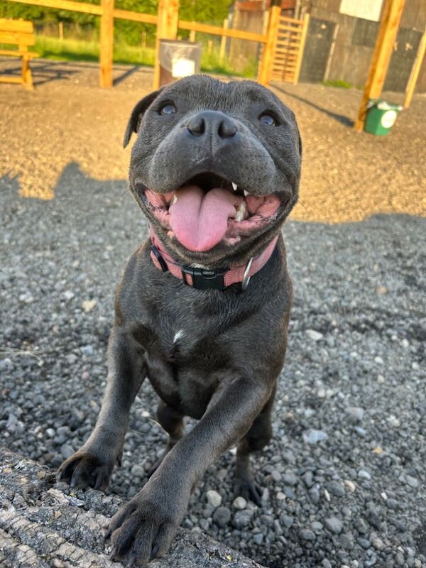 Katie Johnson - Private Seller on Staffie Owners - Image 11