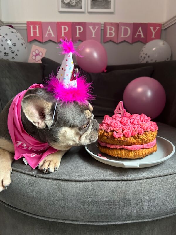 Katie Johnson - Private Seller on Staffie Owners - Image 12