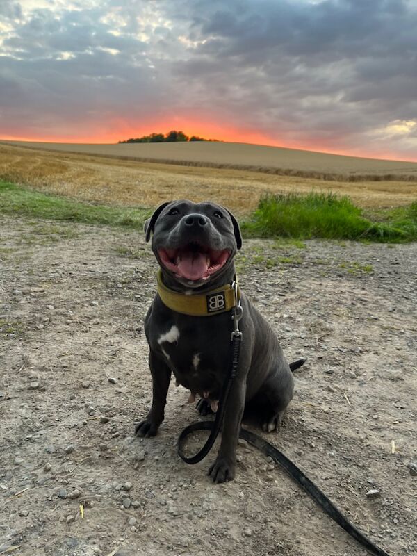 Katie Johnson - Private Seller on Staffie Owners - Image 13
