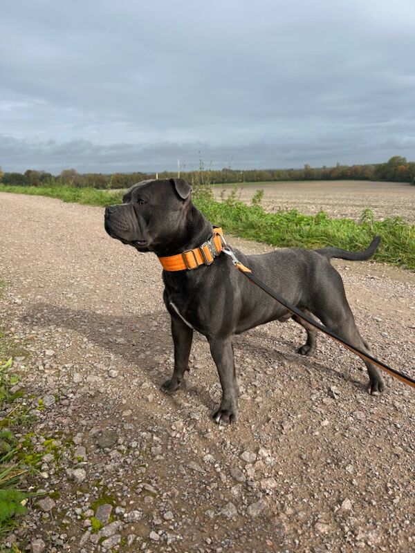 Katie Johnson - Private Seller on Staffie Owners - Image 14
