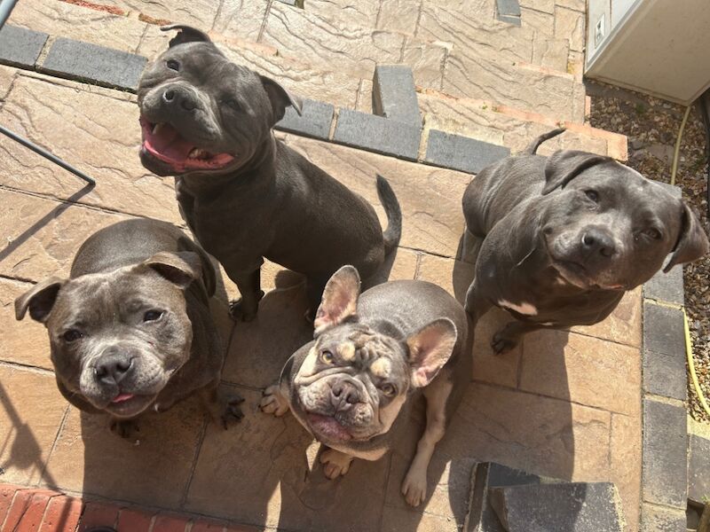 Katie Johnson - Private Seller on Staffie Owners - Image 15