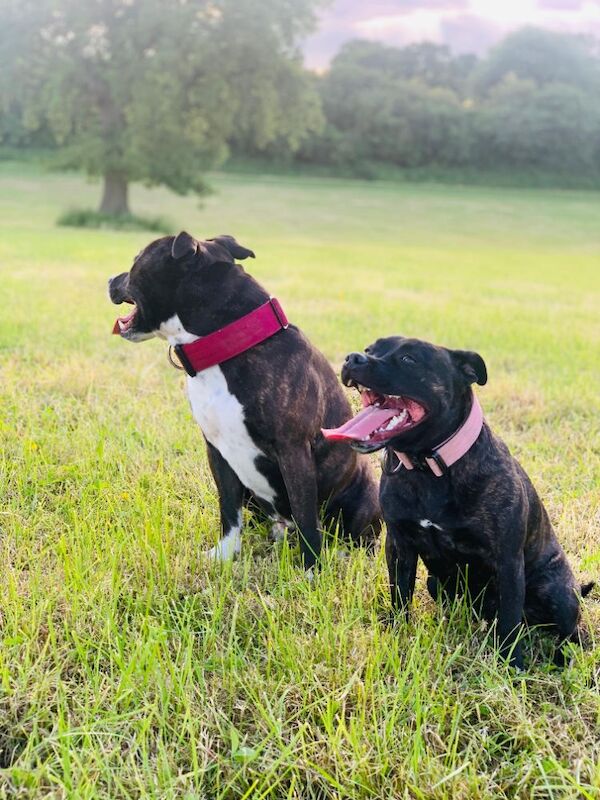 Little Staffy Smiles - Private Seller - Image 1