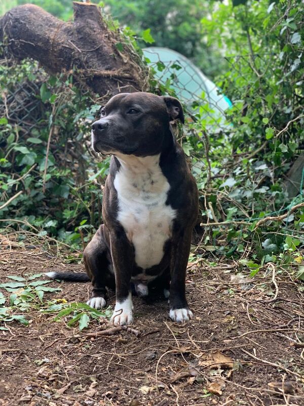 Little Staffy Smiles - Private Seller on Staffie Owners - Image 3