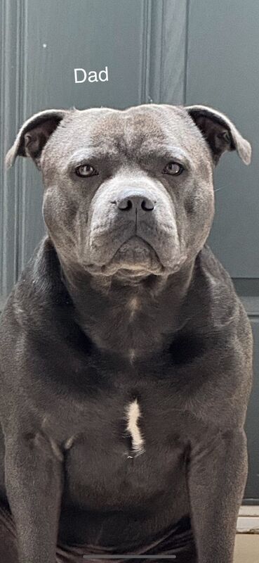 Vinny - Staffie Breeder on Staffie Owners - Image 1
